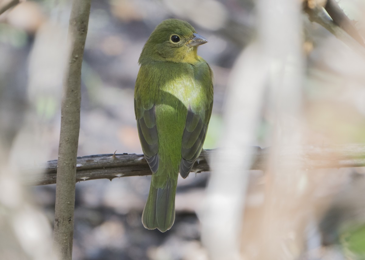 Painted Bunting - Michael Linz