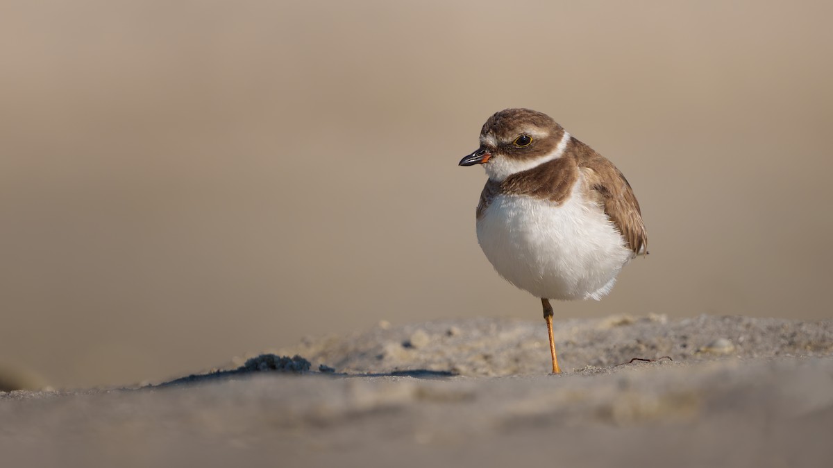 Semipalmated Plover - ML538482381