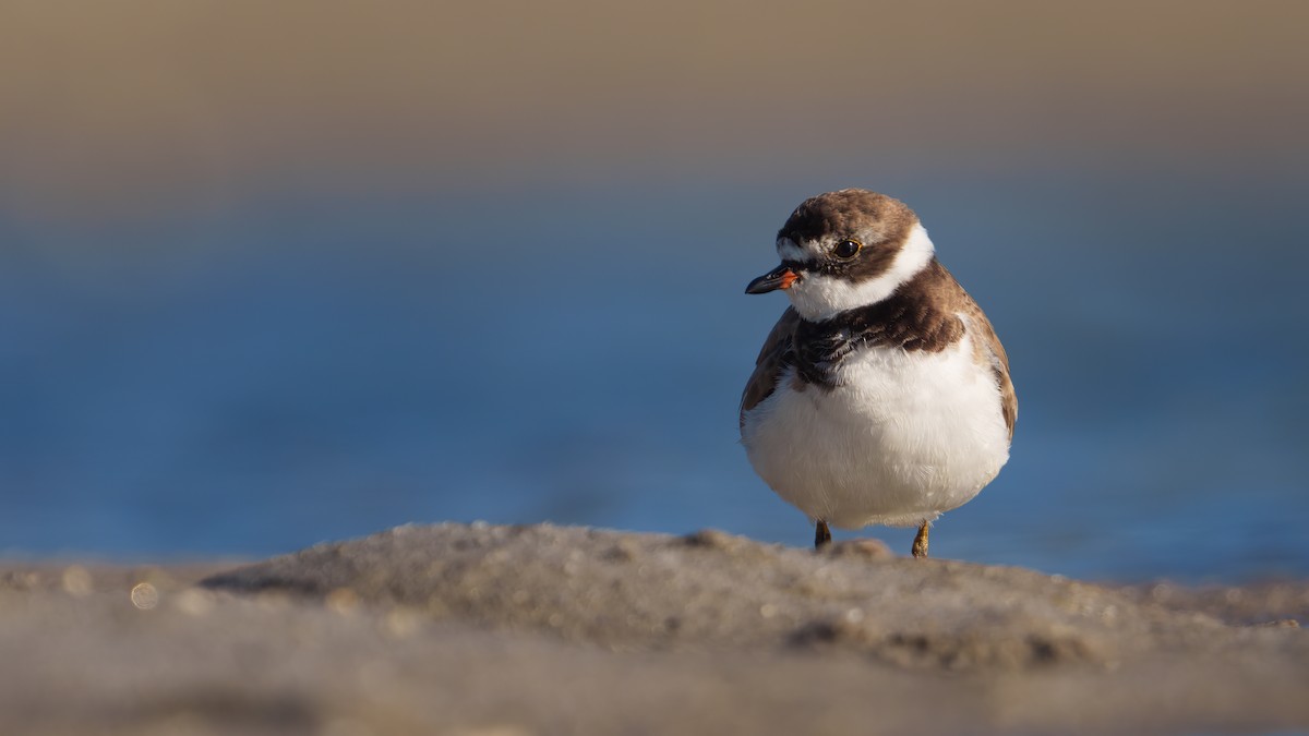 Semipalmated Plover - ML538482391