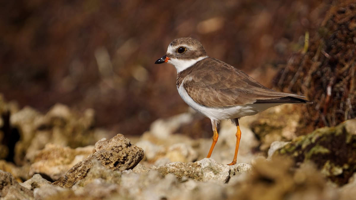 Semipalmated Plover - ML538482401