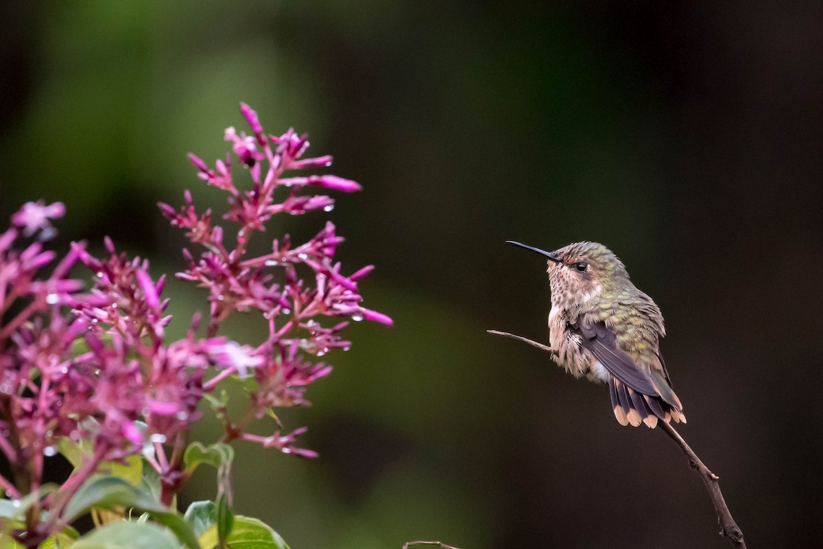 Scintillant Hummingbird - Melissa James