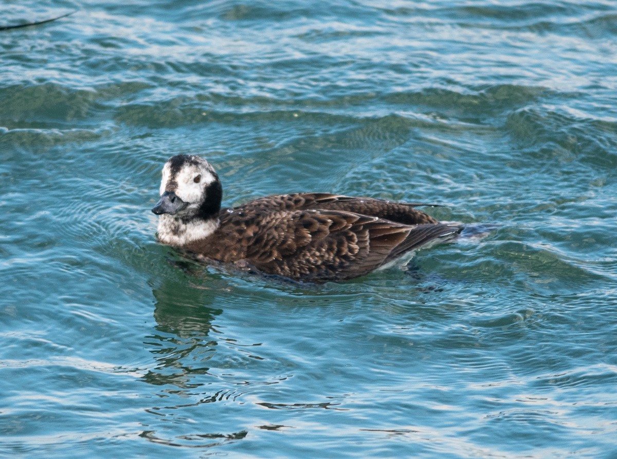 Long-tailed Duck - Clive Harris