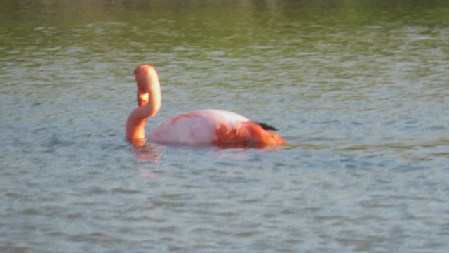 American Flamingo - ML538484501