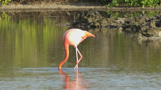American Flamingo - ML538490771