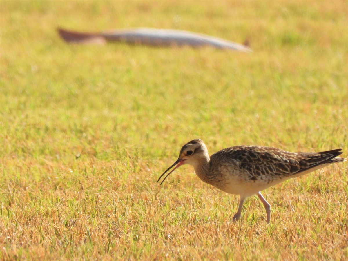 Little Curlew - ML538493891