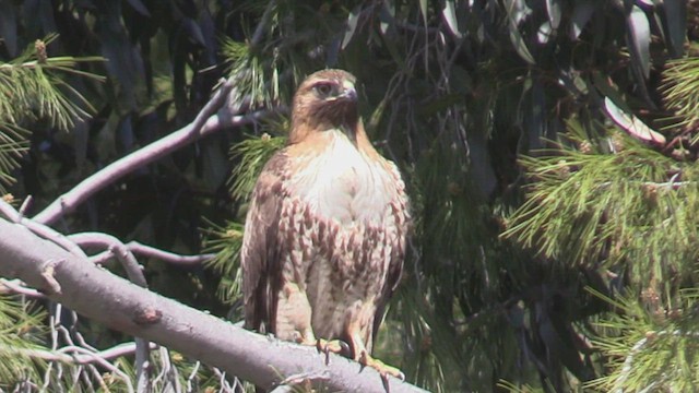 Red-tailed Hawk - ML538494631