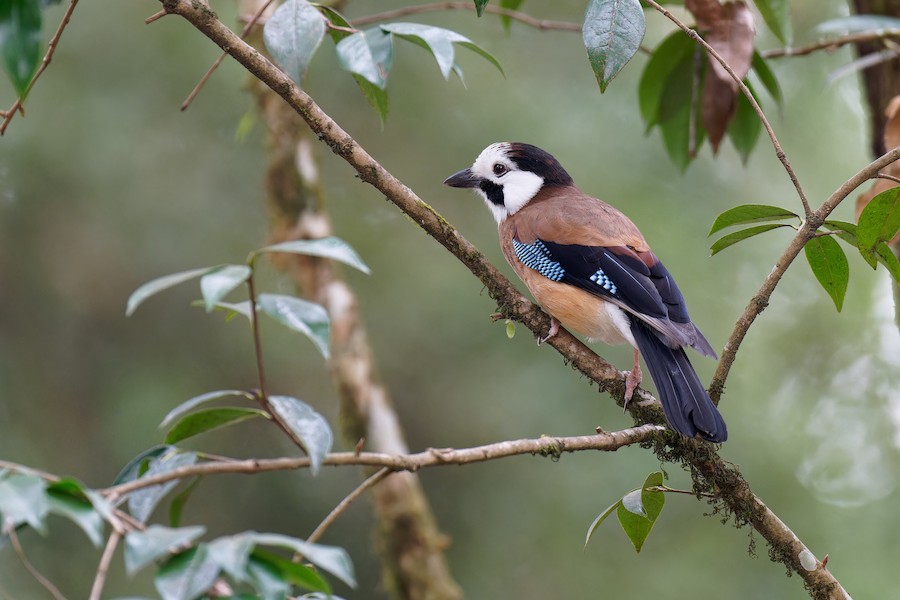 Сойка звичайна (підвид leucotis/oatesi) - eBird