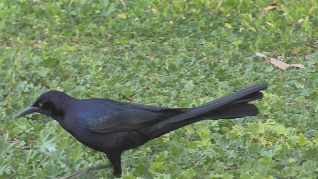 Great-tailed Grackle - ML538495111