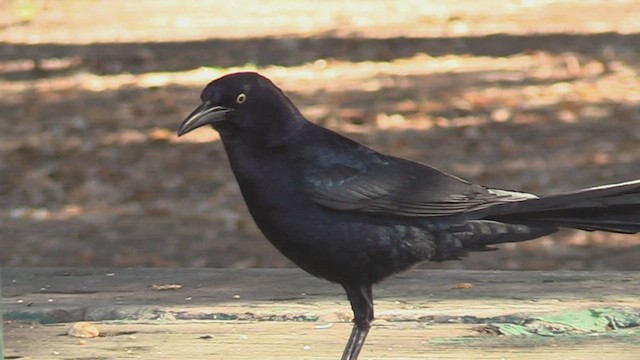 Great-tailed Grackle - ML538495151