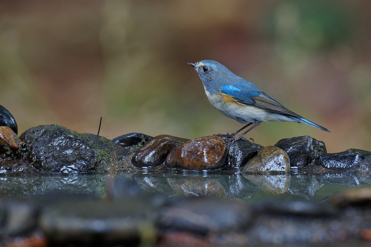 Red-flanked Bluetail - Vincent Wang