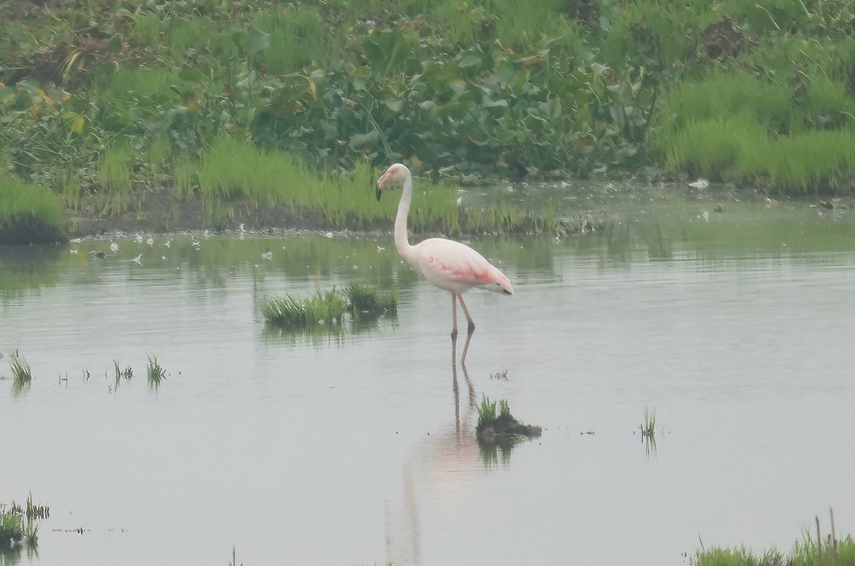 Greater Flamingo - ML538500731