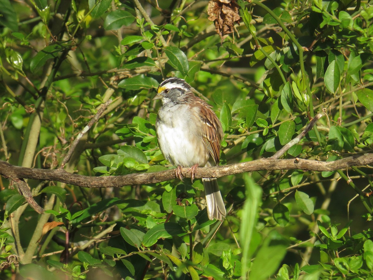 White-throated Sparrow - ML53850341