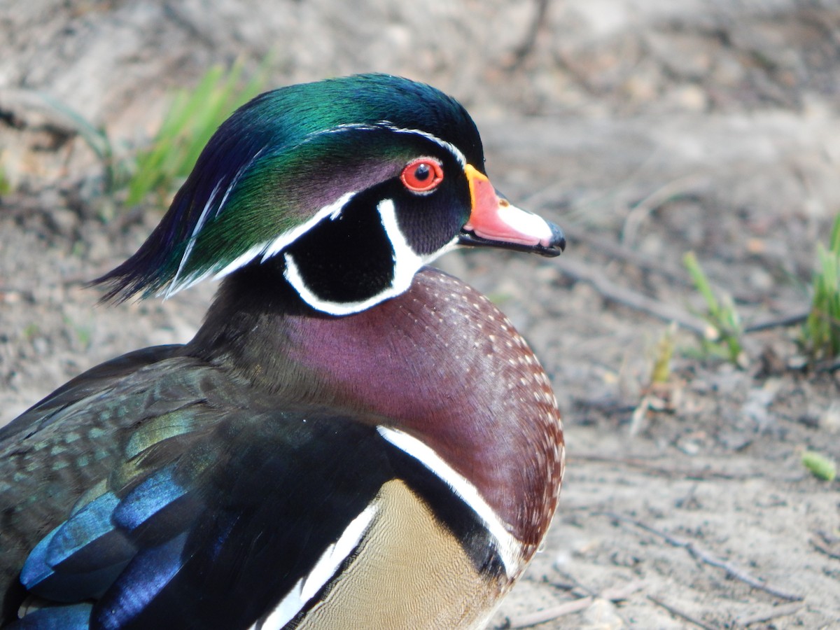 Wood Duck - Kevin White
