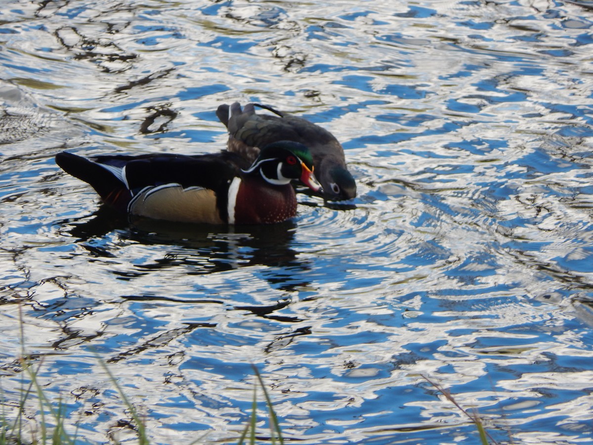Wood Duck - Kevin White