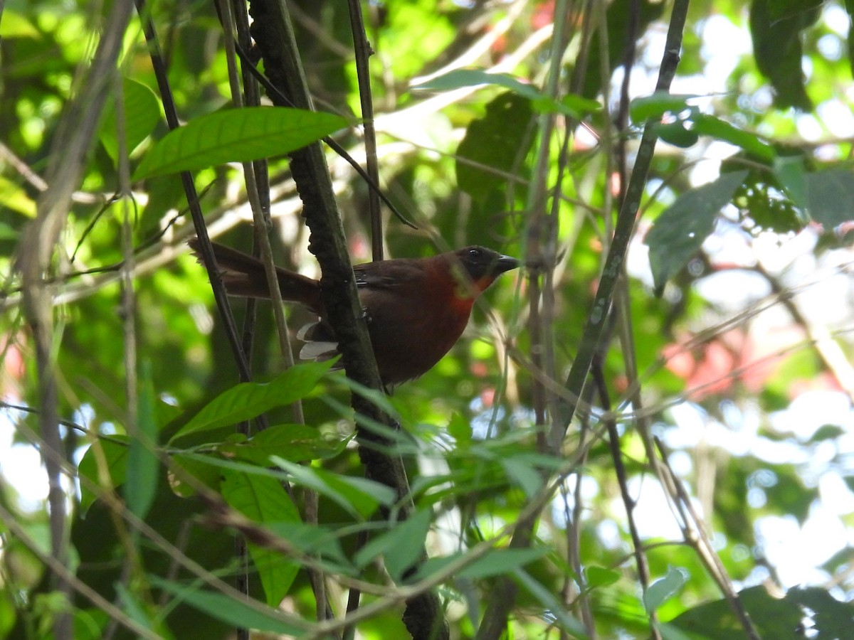 Red-throated Ant-Tanager (Red-throated) - ML538515871