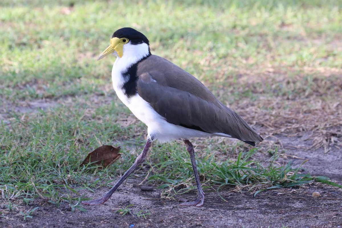 Masked Lapwing (Black-shouldered) - Leith Woodall