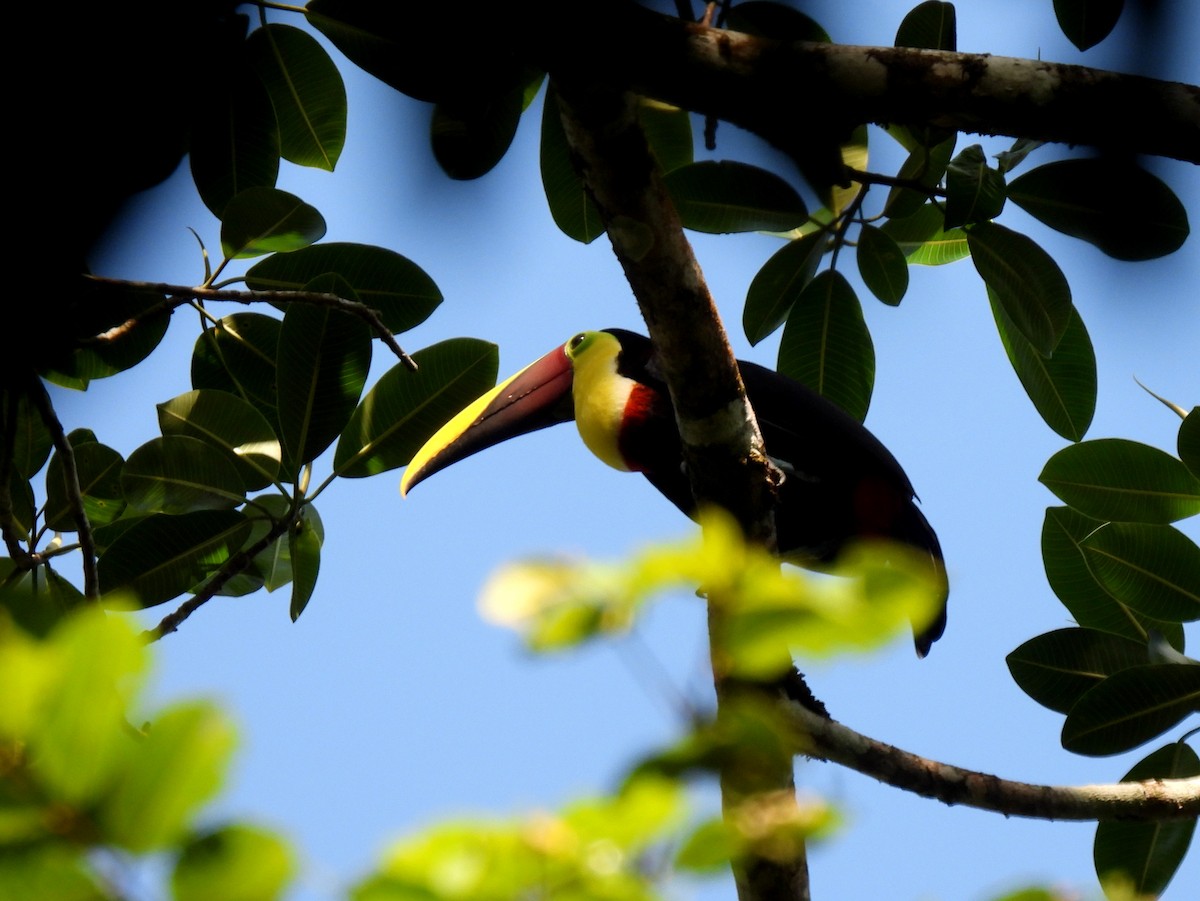 Yellow-throated Toucan (Chestnut-mandibled) - ML538519791