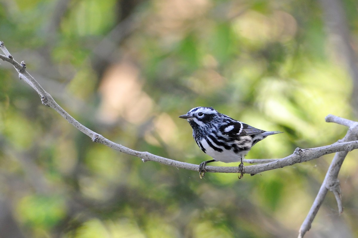 Black-and-white Warbler - ML53852331
