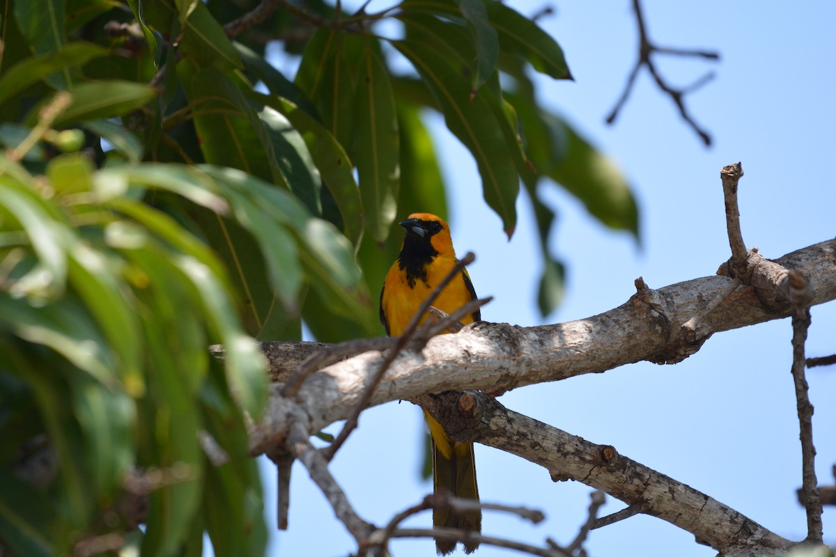 Spot-breasted Oriole - ML538525011