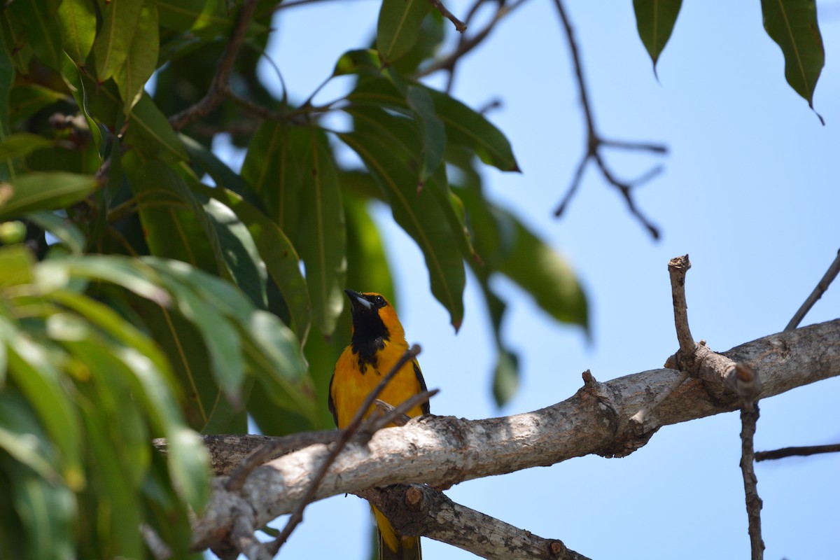 Spot-breasted Oriole - ML538525021