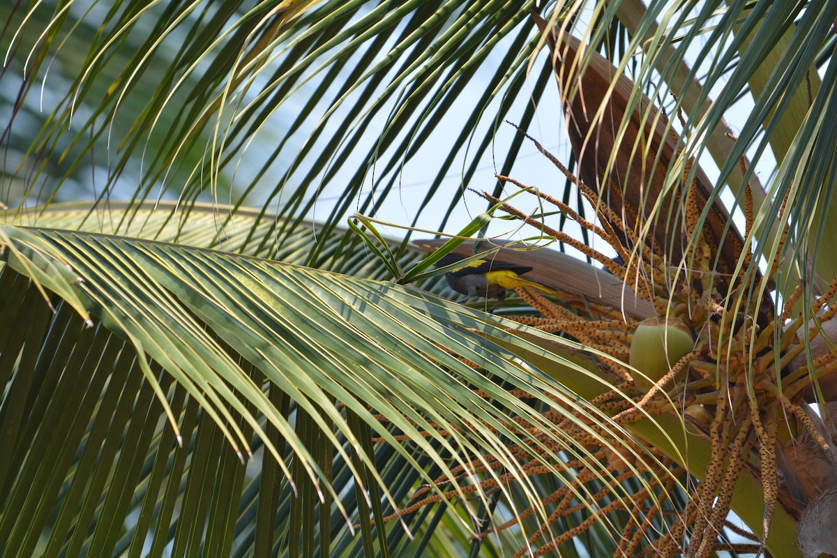 Yellow-winged Cacique - ML538526251
