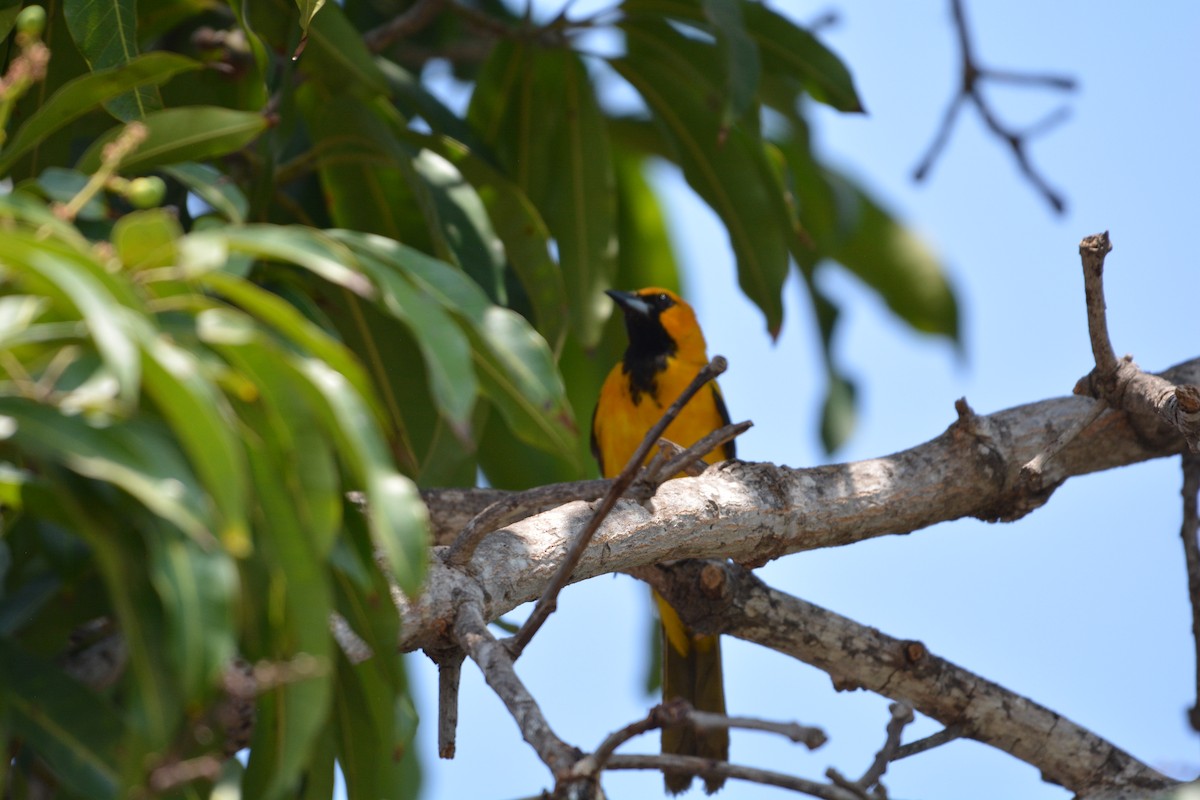 Spot-breasted Oriole - ML538526331