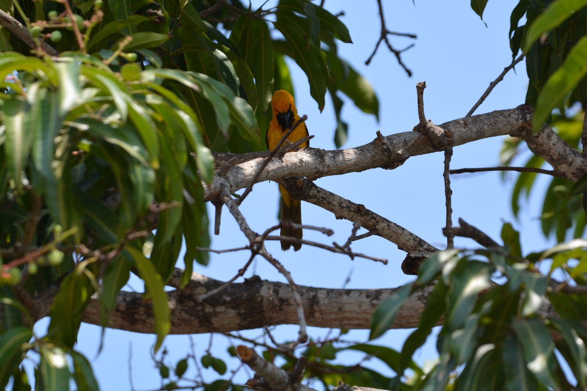 Spot-breasted Oriole - ML538526341