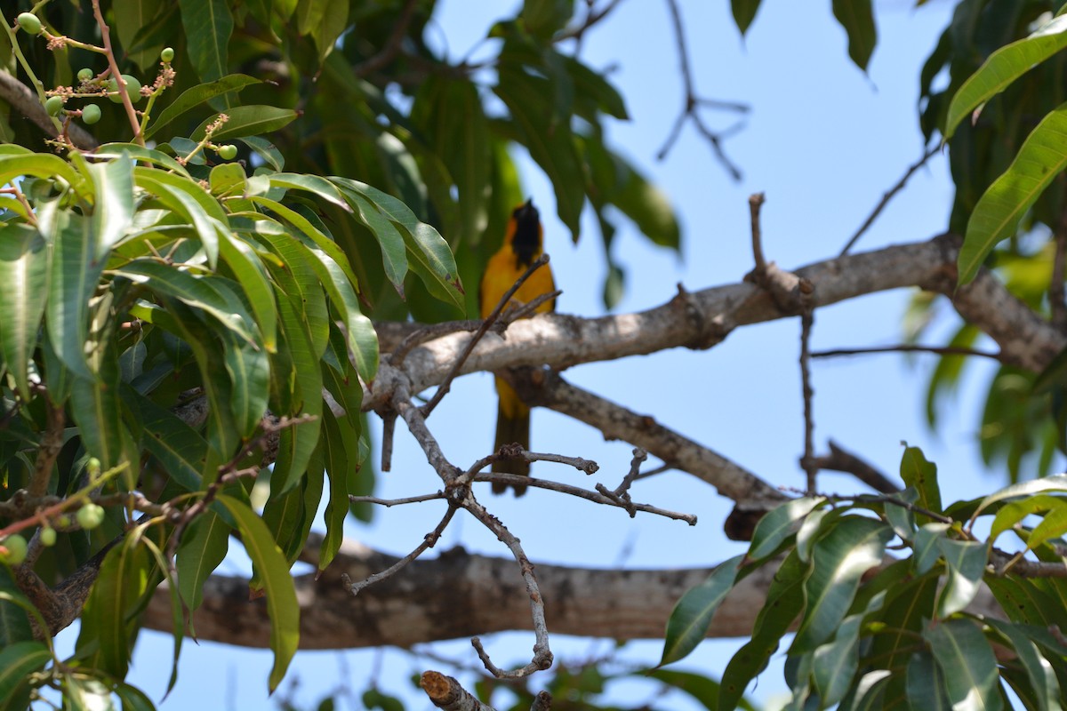 Spot-breasted Oriole - ML538526351