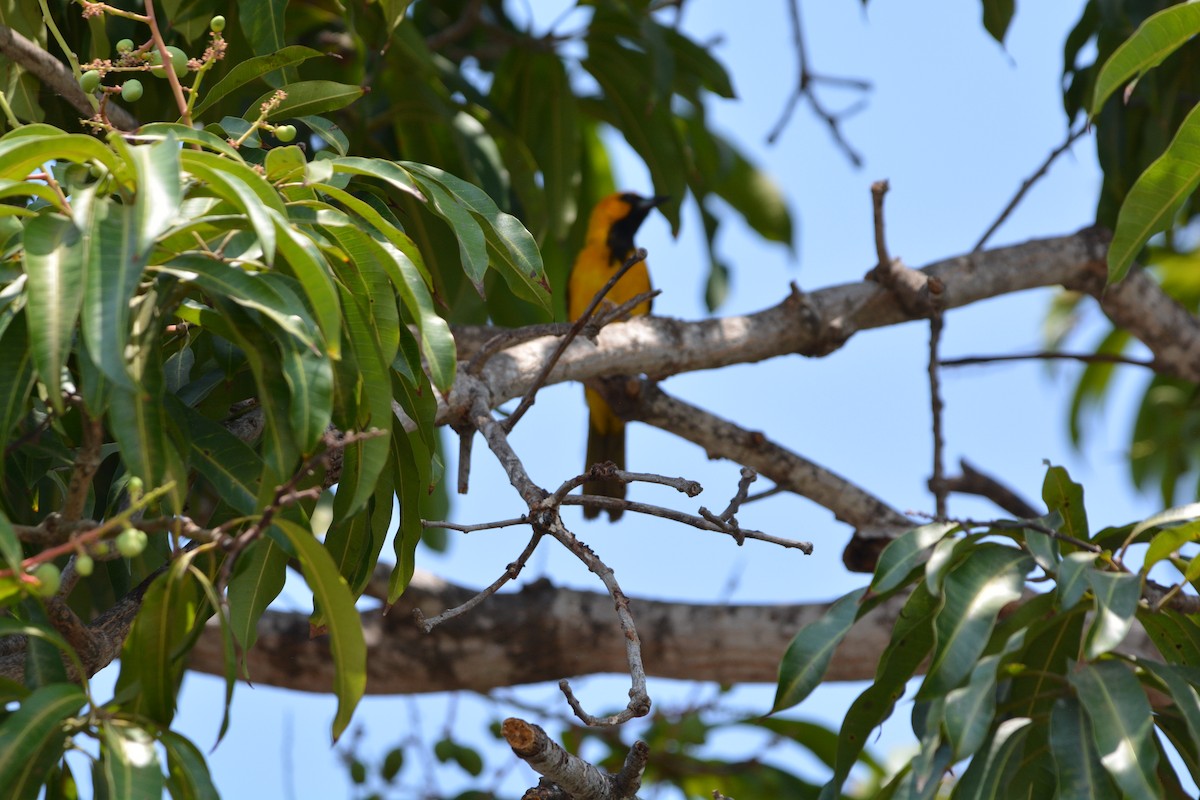 Spot-breasted Oriole - ML538526361