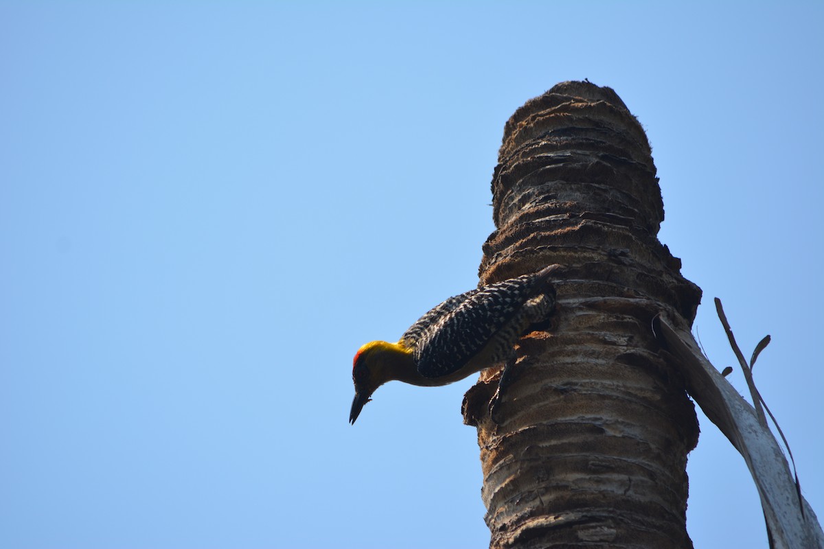 Golden-cheeked Woodpecker - ML538527381
