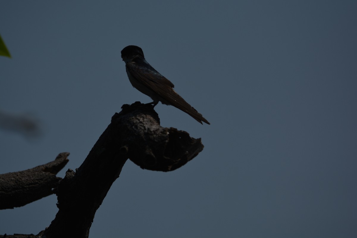 Mangrove Swallow - Clark Jeschke