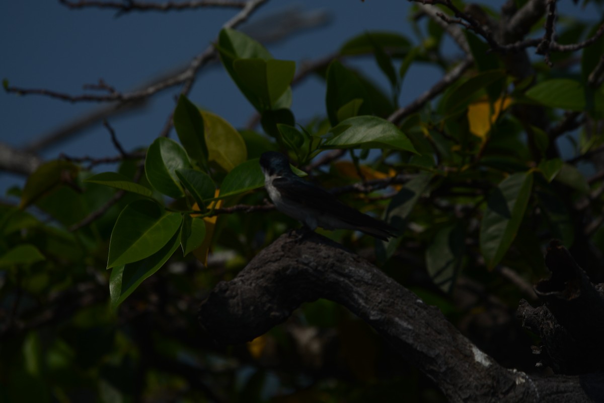 Mangrove Swallow - ML538527751
