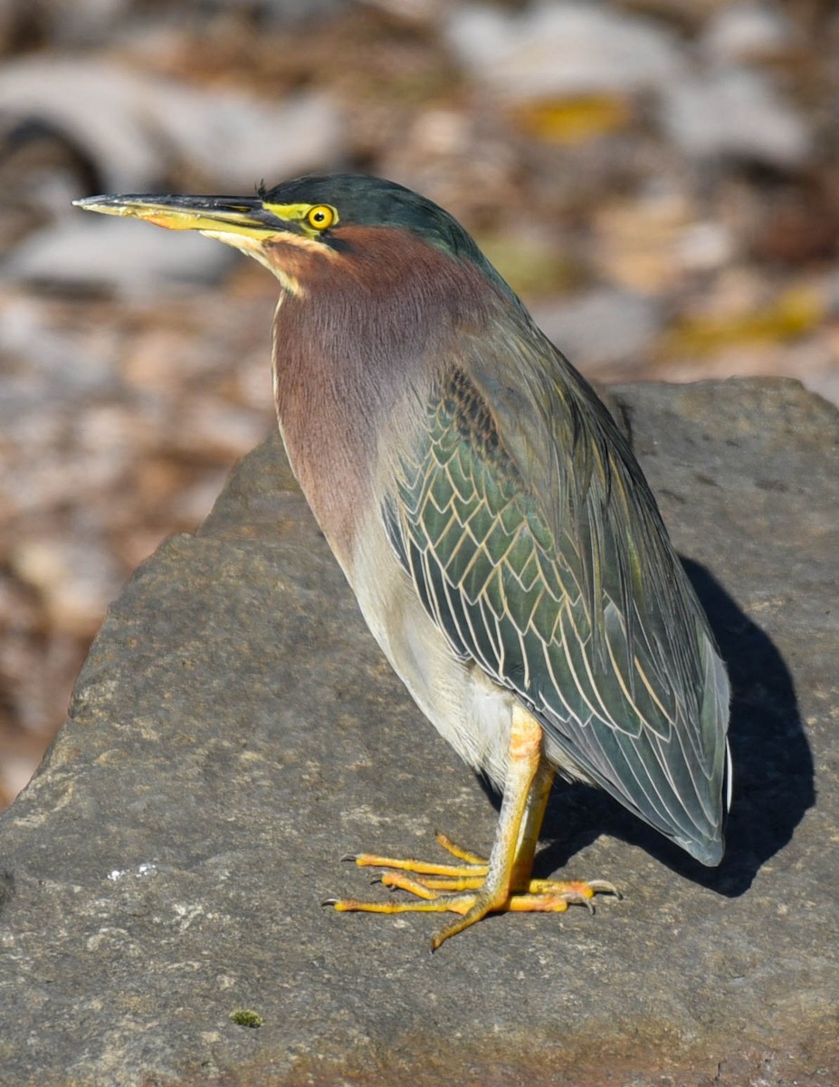 Green Heron - virginia rayburn