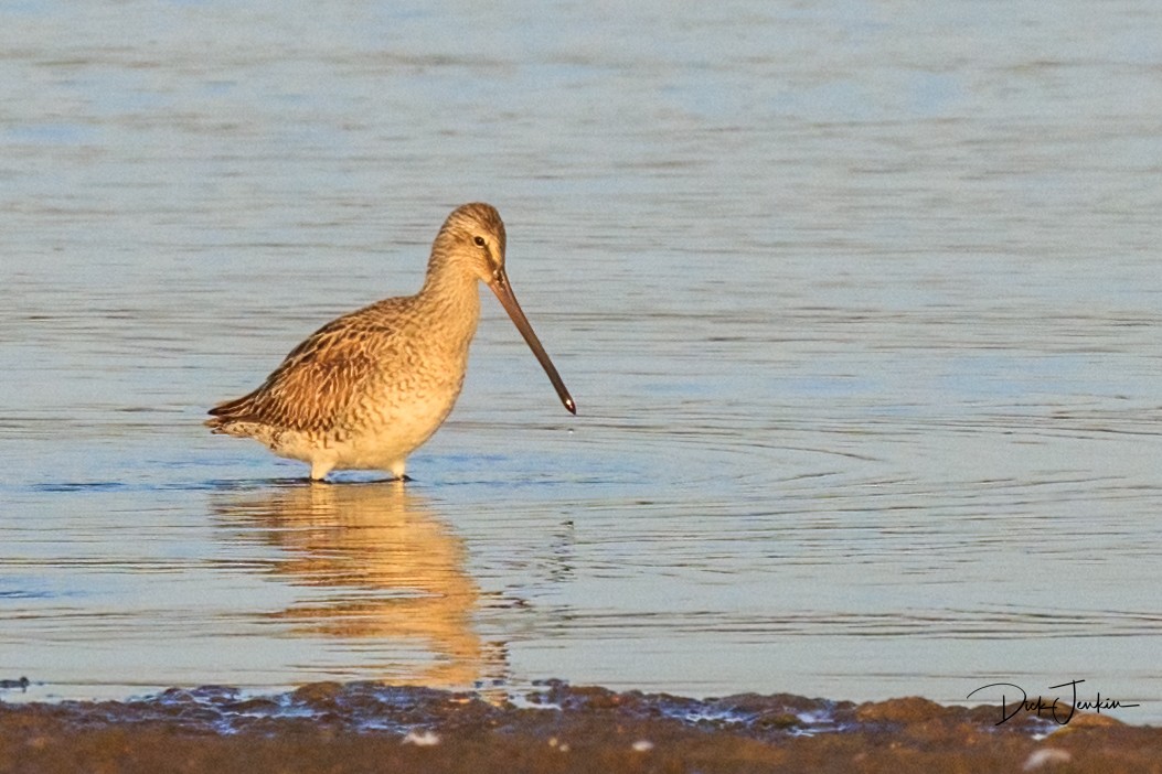 Asian Dowitcher - ML538531531