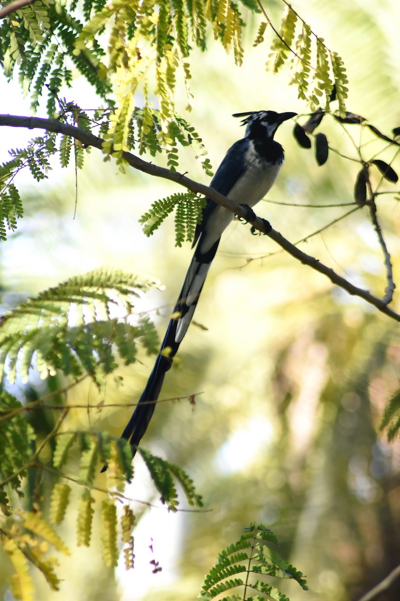 Black-throated Magpie-Jay - ML538532001