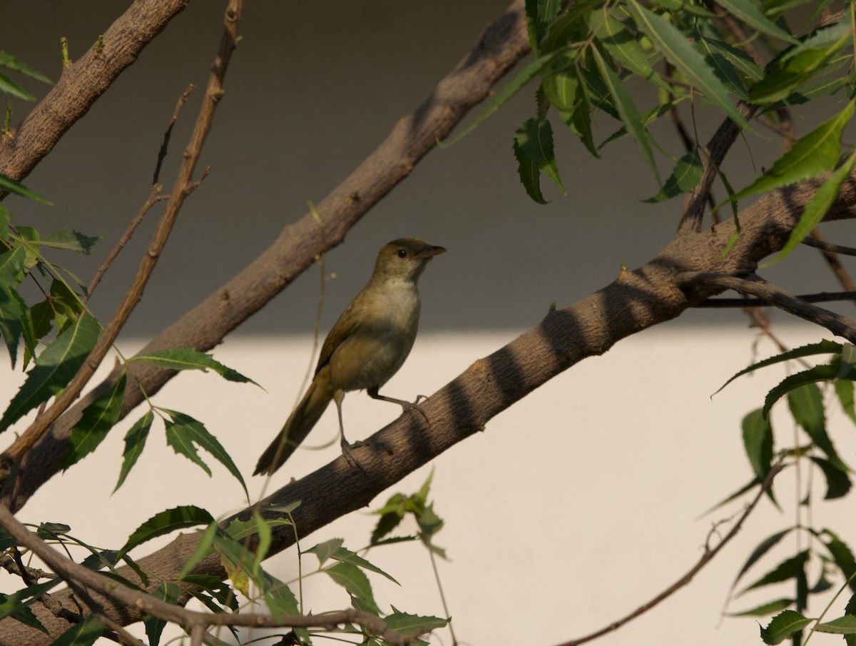 Thick-billed Warbler - Vaijayanti Gadgil