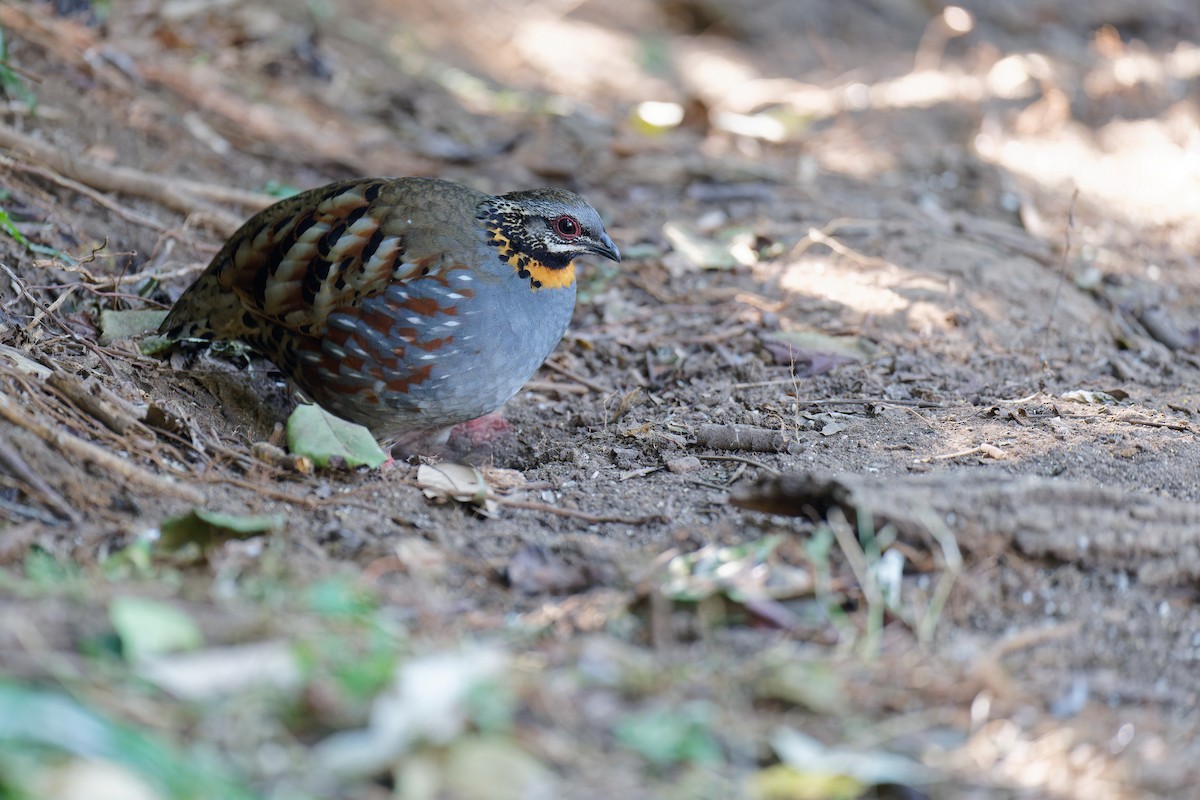 Rufous-throated Partridge - Vincent Wang