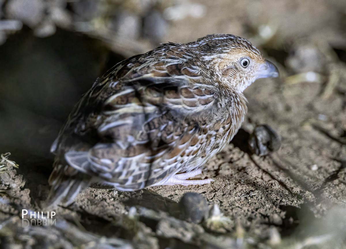 Red-chested Buttonquail - ML538535911
