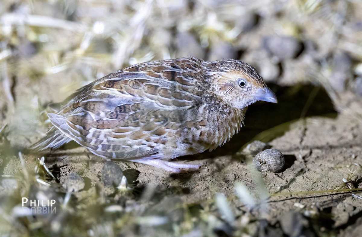 Red-chested Buttonquail - ML538535931