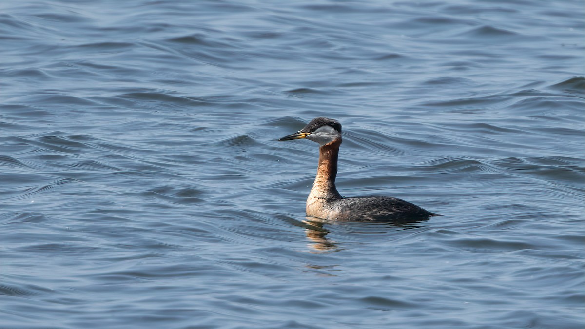 Red-necked Grebe - ML538536321