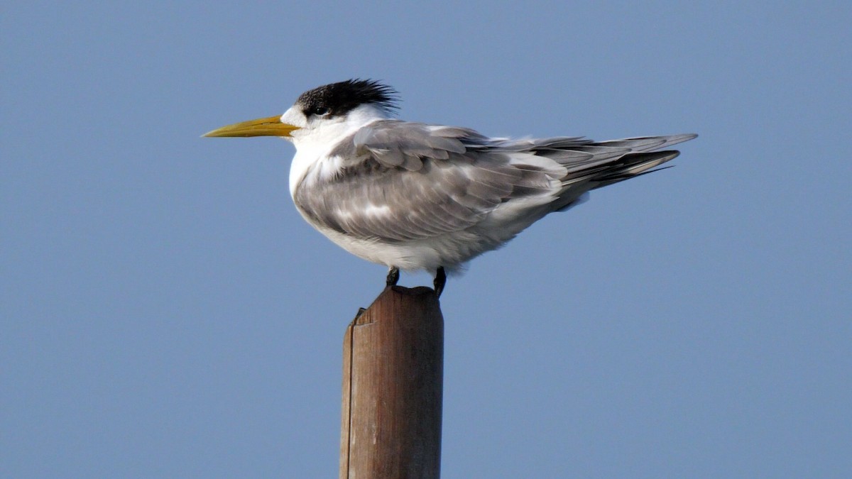 Great Crested Tern - ML538536411