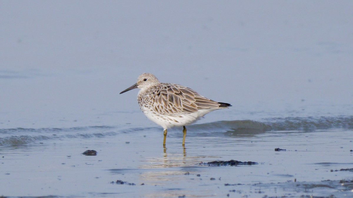 Great Knot - ML538536851