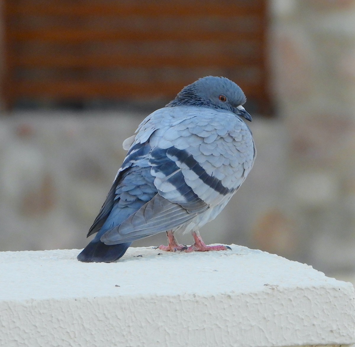 Rock Pigeon (Feral Pigeon) - ML538539541