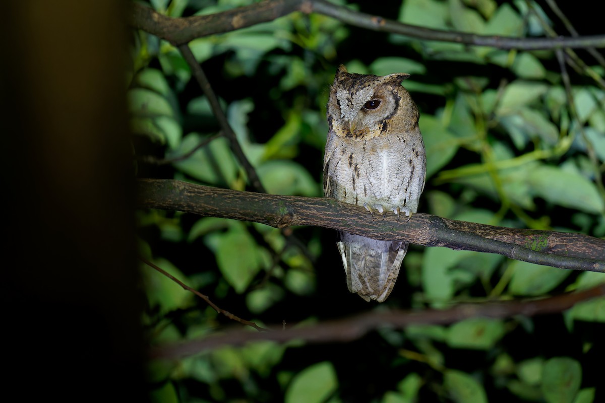 Collared Scops-Owl - Vincent Wang