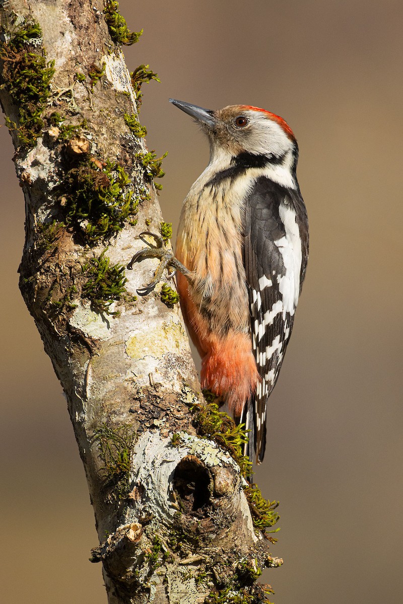 Middle Spotted Woodpecker - José María Benítez