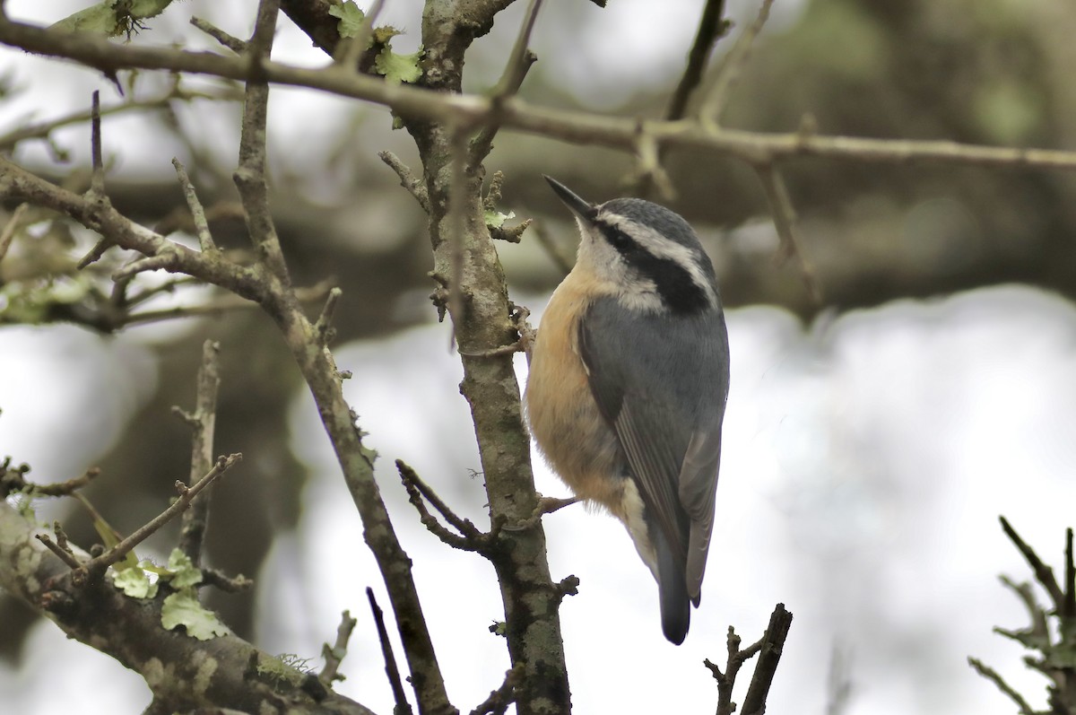 Red-breasted Nuthatch - ML538541681