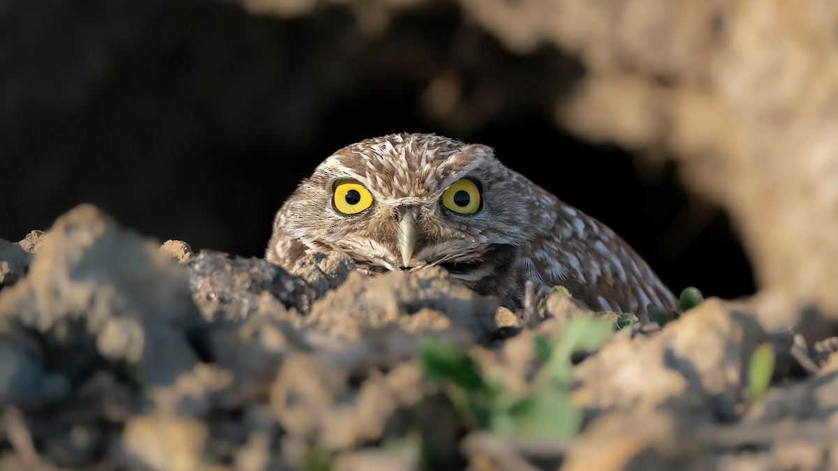 Burrowing Owl (Western) - Derek Lecy