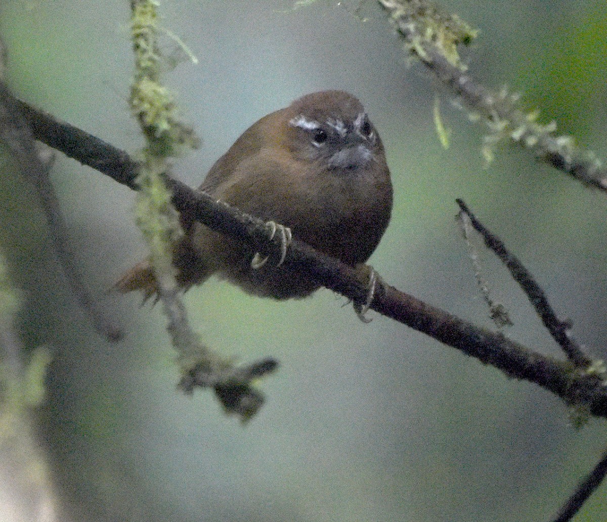 White-browed Spinetail - ML538543921