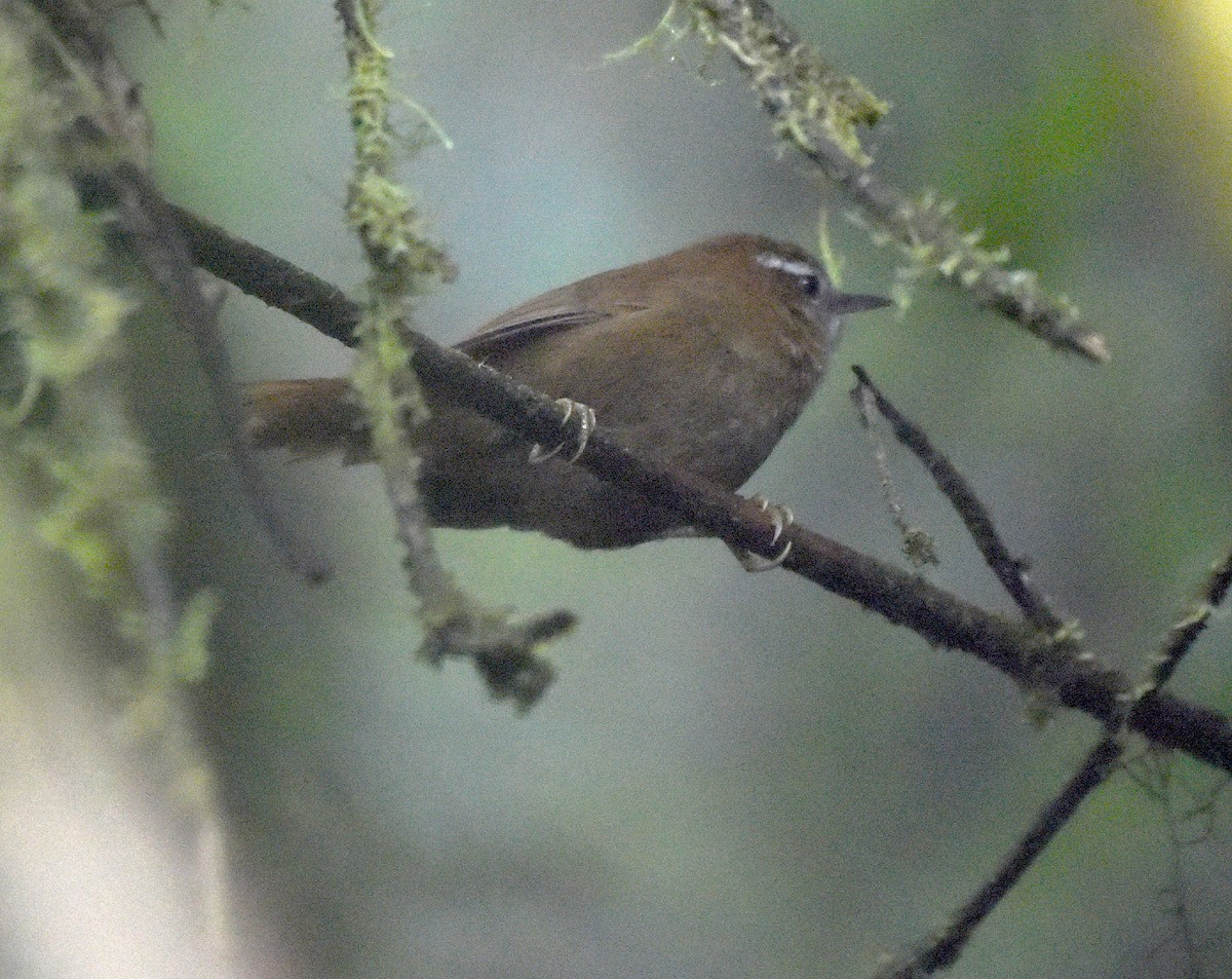 White-browed Spinetail - ML538543931