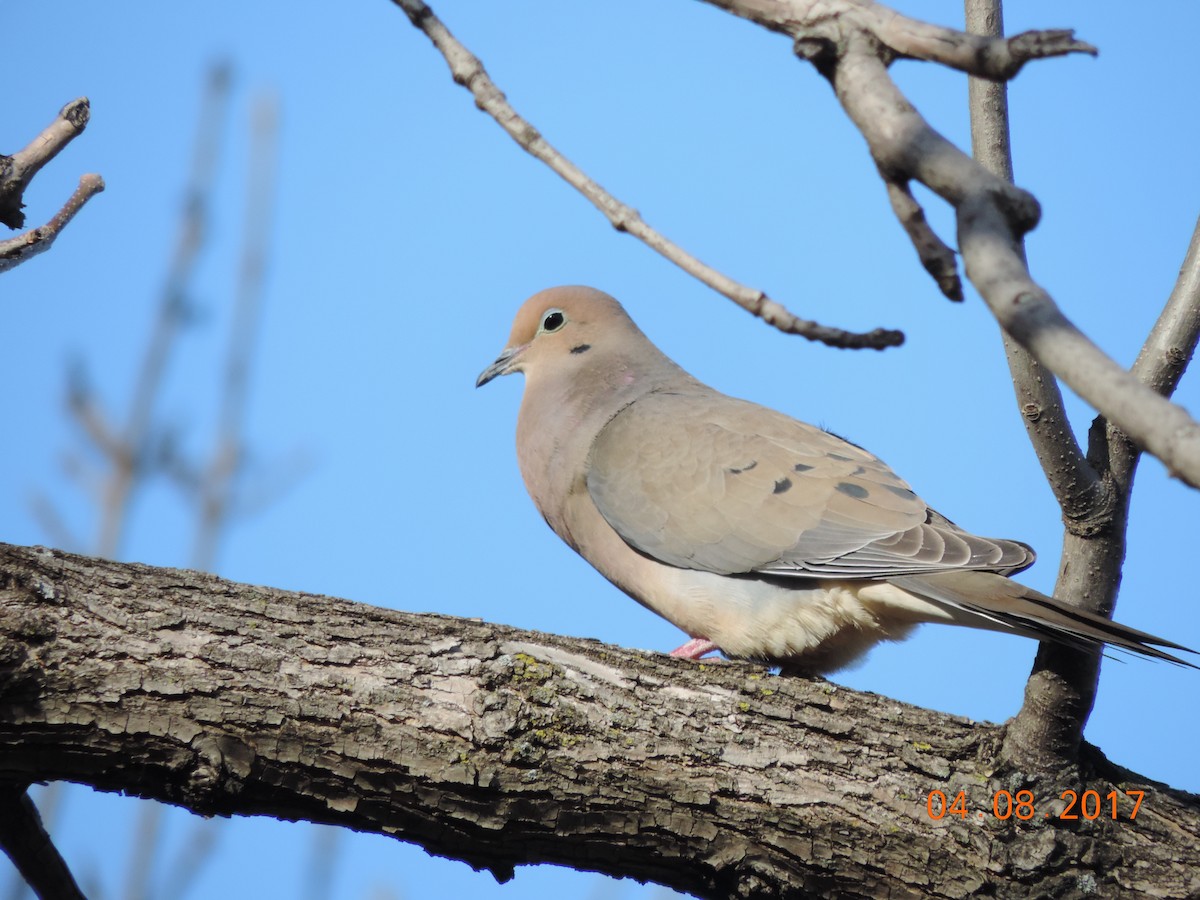 Mourning Dove - Rich Brown